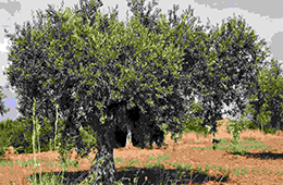 مشروع_سحم_الزراعي